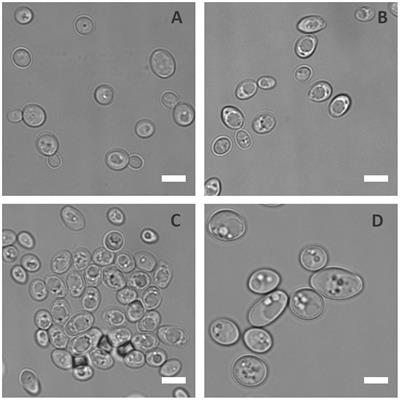 C. lusitaniae List of Frontiers open access articles